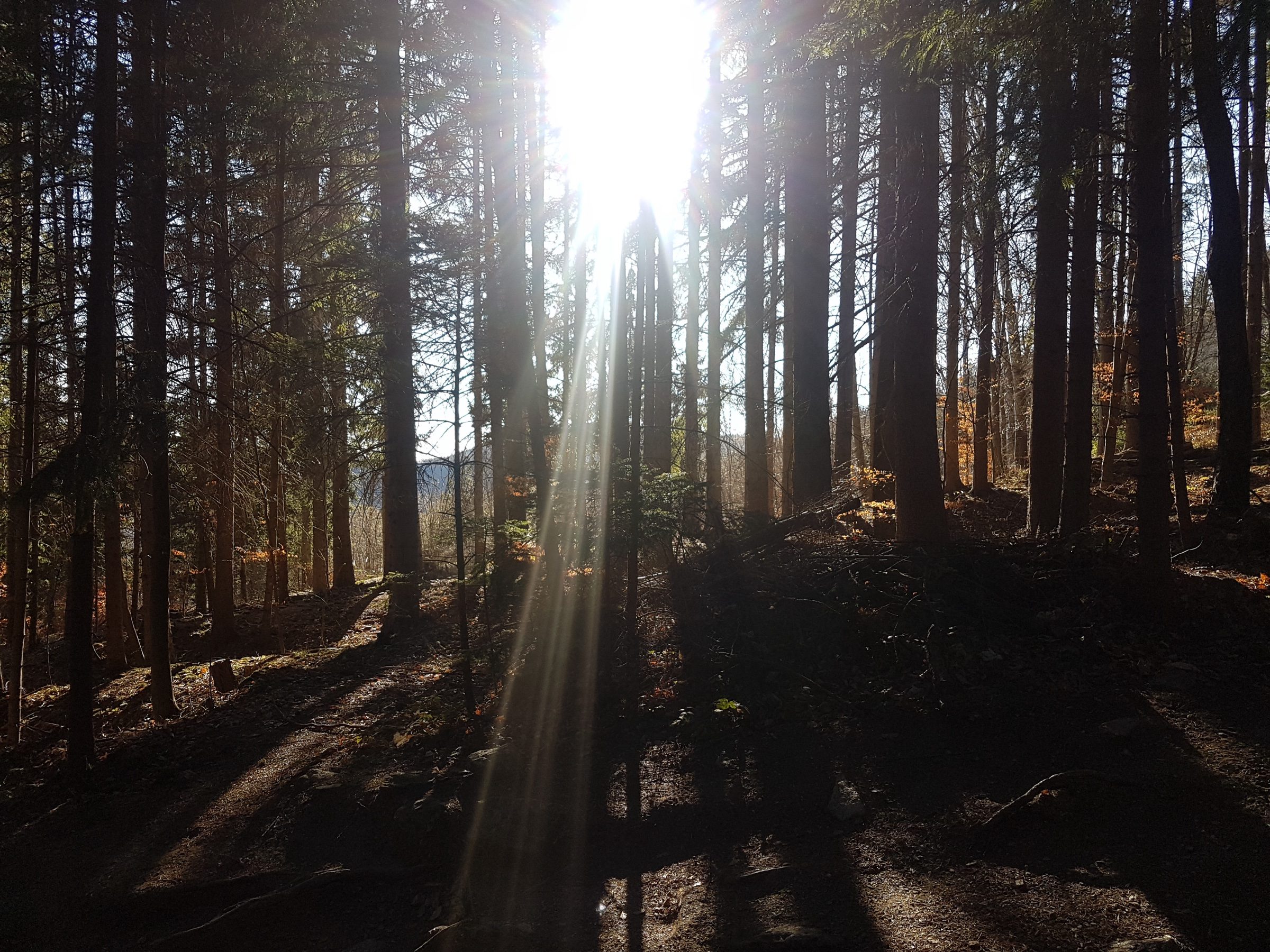 Sonnenstrahlen im Wald — Tanjas eigene Naturaufnahme aus der Steiermark